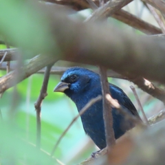 Cyanocompsa parellina