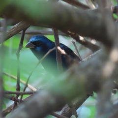 Cyanocompsa parellina