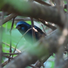 Cyanocompsa parellina