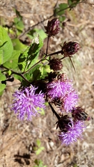 Vernonia alamanii