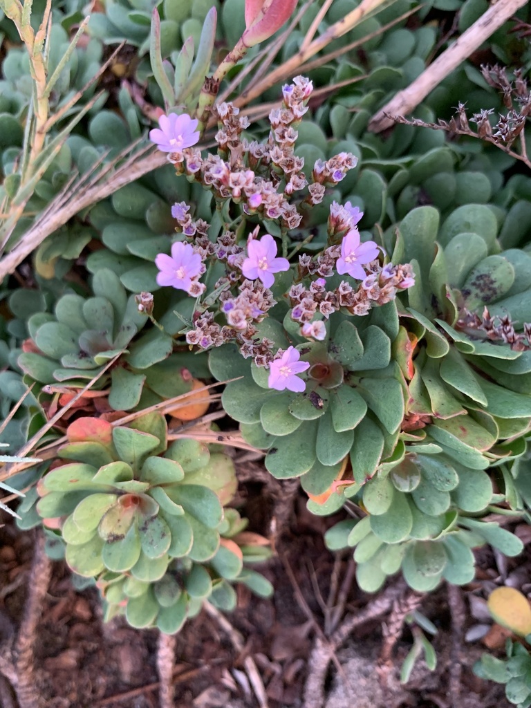 European sea lavender