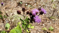 Vernonia alamanii