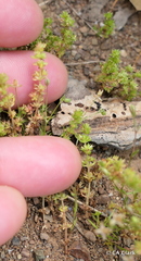 Crassula connata connata