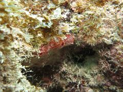 Monanchora arbuscula