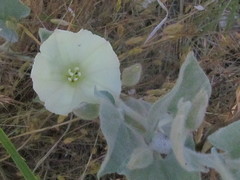 Calystegia malacophylla pedicellata