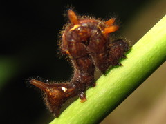 Lophoruza pulcherrima