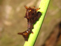 Lophoruza pulcherrima