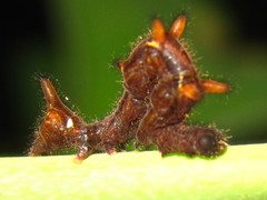 Lophoruza pulcherrima