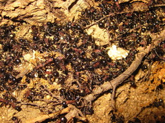 Polyrhachis lamellidens