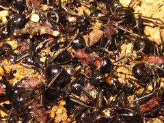 Polyrhachis lamellidens