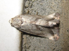 Phyllophila obliterata