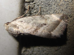 Phyllophila obliterata