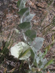 Calystegia malacophylla pedicellata