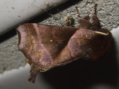 Gonoclostera timoniorum