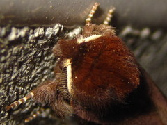 Gonoclostera timoniorum