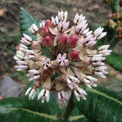 Asclepias otarioides