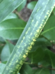 Stigmaeopsis celarius