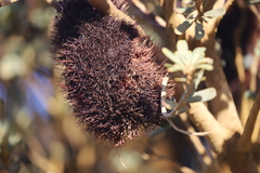Banksia praemorsa