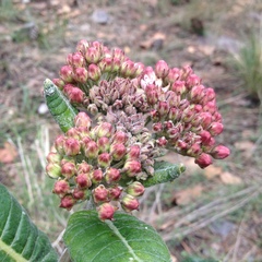Asclepias otarioides