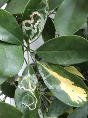 Liriomyza schmidti