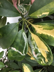 Liriomyza schmidti