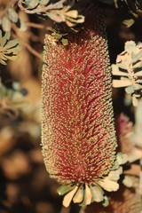 Banksia praemorsa