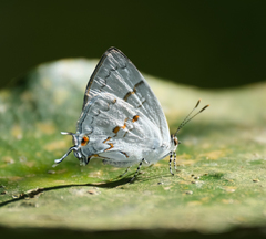 Nesiostrymon calchinia