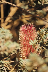 Banksia praemorsa