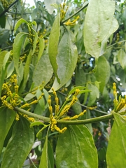 Phoradendron nervosum