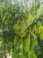 Phoradendron nervosum