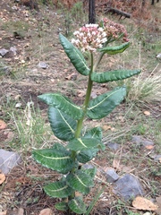 Asclepias otarioides