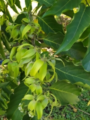 Cananga odorata