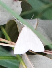 Macrochilo litophora