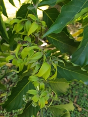 Cananga odorata