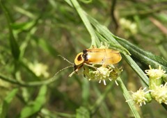 Chauliognathus missionum