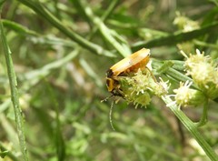 Chauliognathus missionum