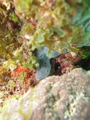 Halisarca caerulea