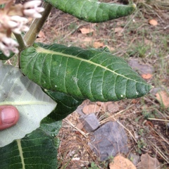 Asclepias otarioides