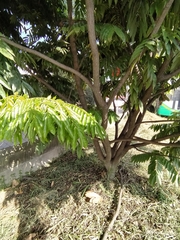Brownea stenantha