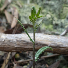 Senecio prenanthoides