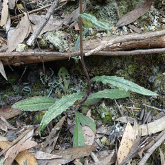 Senecio prenanthoides