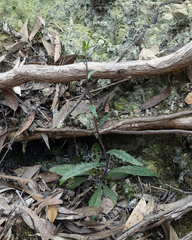 Senecio prenanthoides