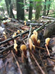 Spathulariopsis velutipes