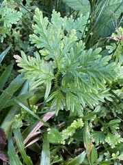 Selaginella delicatula
