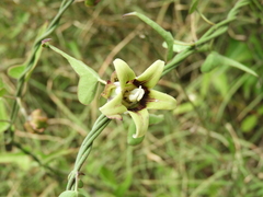 Araujia megapotamica