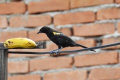 Icterus pyrrhopterus valenciobuenoi