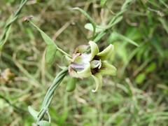 Araujia megapotamica