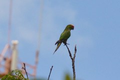 Aratinga auricapillus