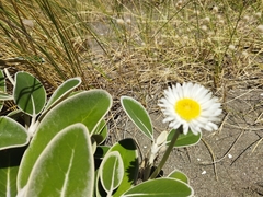 Pachystegia insignis
