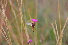 Dianthus pontederae